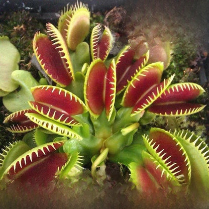 Venus flytrap potted plant