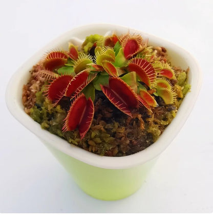 Venus flytrap potted plant