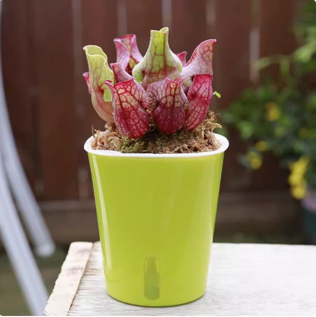 Venus flytrap potted plant
