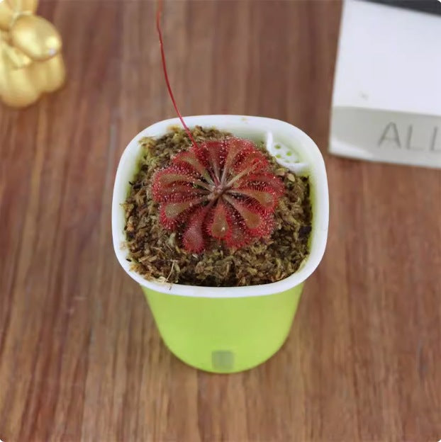 Venus flytrap potted plant