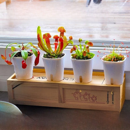 Venus flytrap potted plant