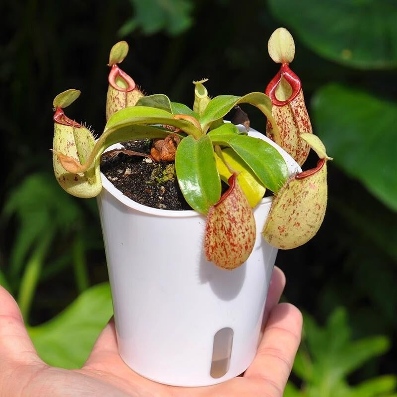Venus flytrap potted plant