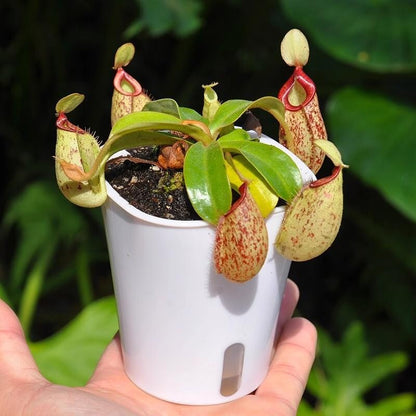 Venus flytrap potted plant