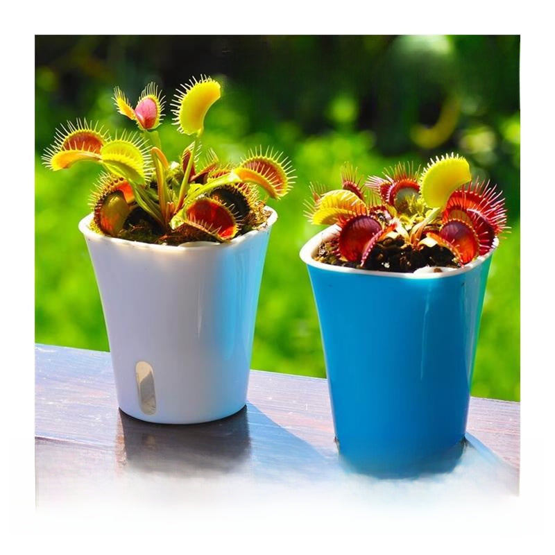 Venus flytrap potted plant