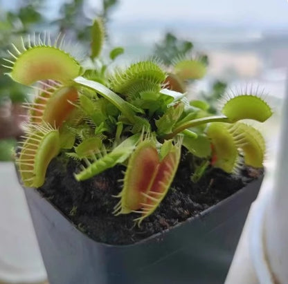 Venus flytrap potted plant