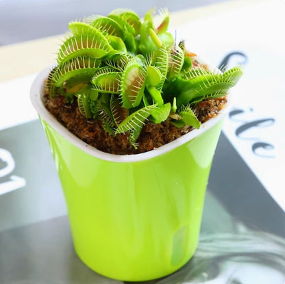 Venus flytrap potted plant