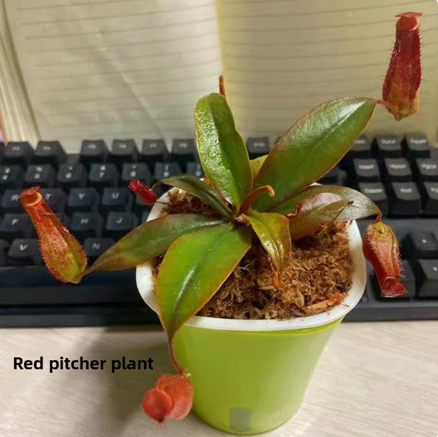 Venus flytrap potted plant