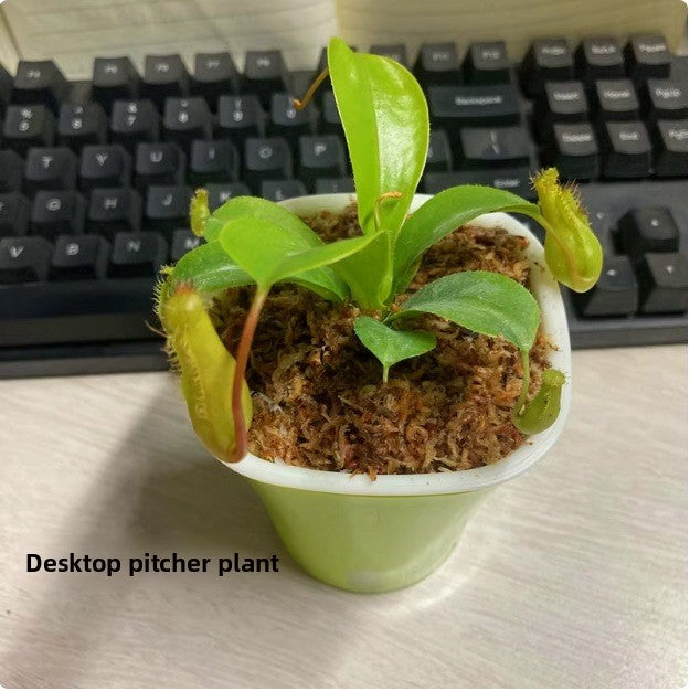 Venus flytrap potted plant