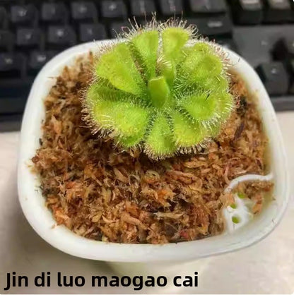 Venus flytrap potted plant