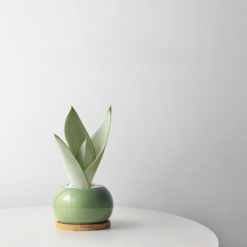 White Jade Tiger Sansevieria Potted Indoor Plant