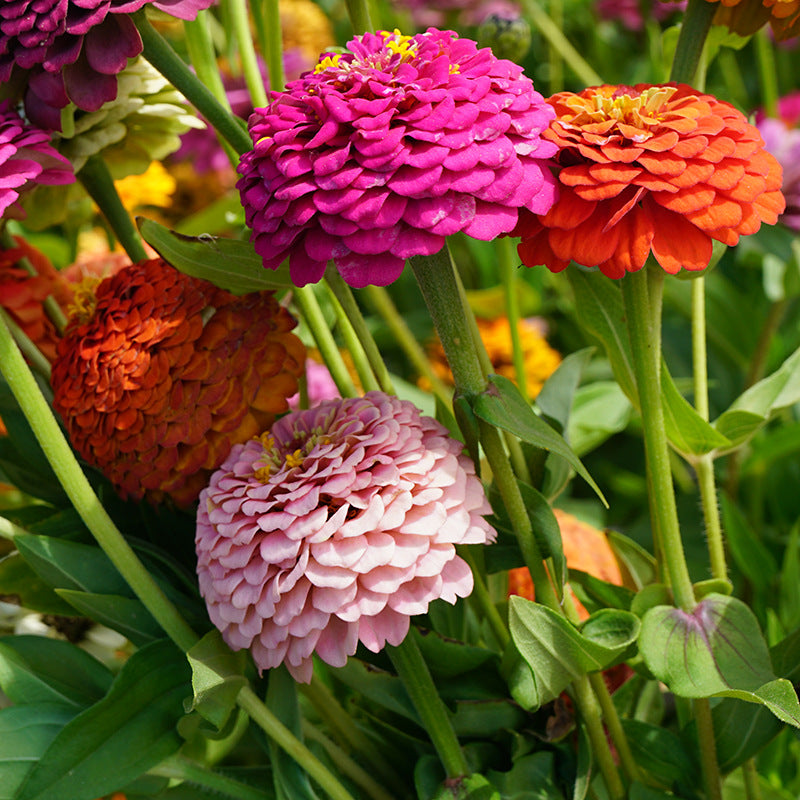 Zinnia Fireball Flower Seeds