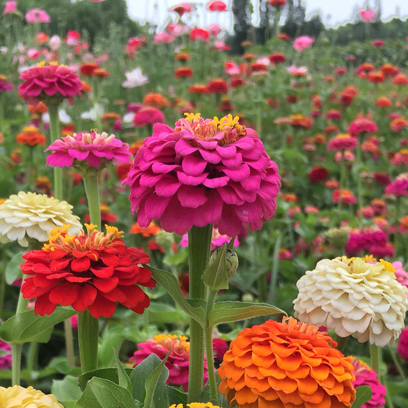 Zinnia Fireball Flower Seeds