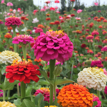 Zinnia Fireball Flower Seeds