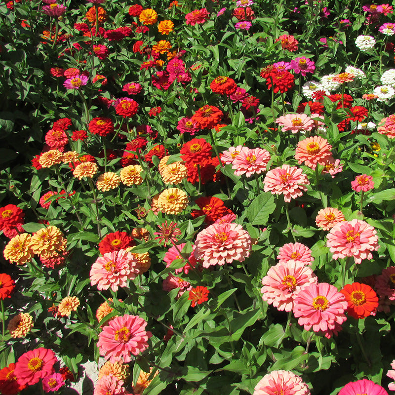 Zinnia Fireball Flower Seeds