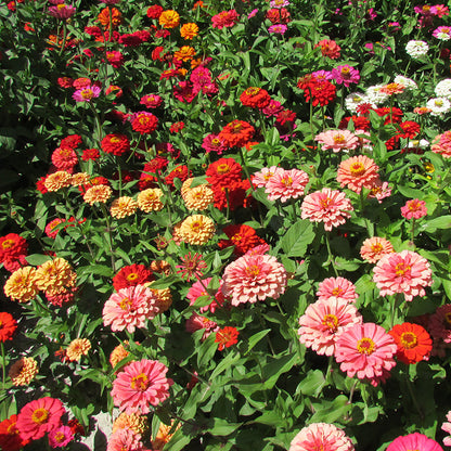Zinnia Fireball Flower Seeds