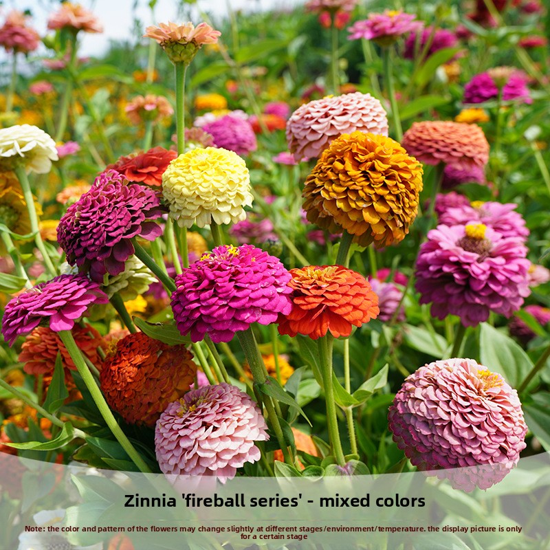 Zinnia Fireball Flower Seeds