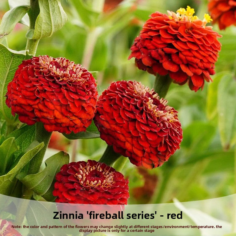 Zinnia Fireball Flower Seeds