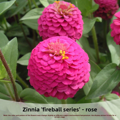 Zinnia Fireball Flower Seeds