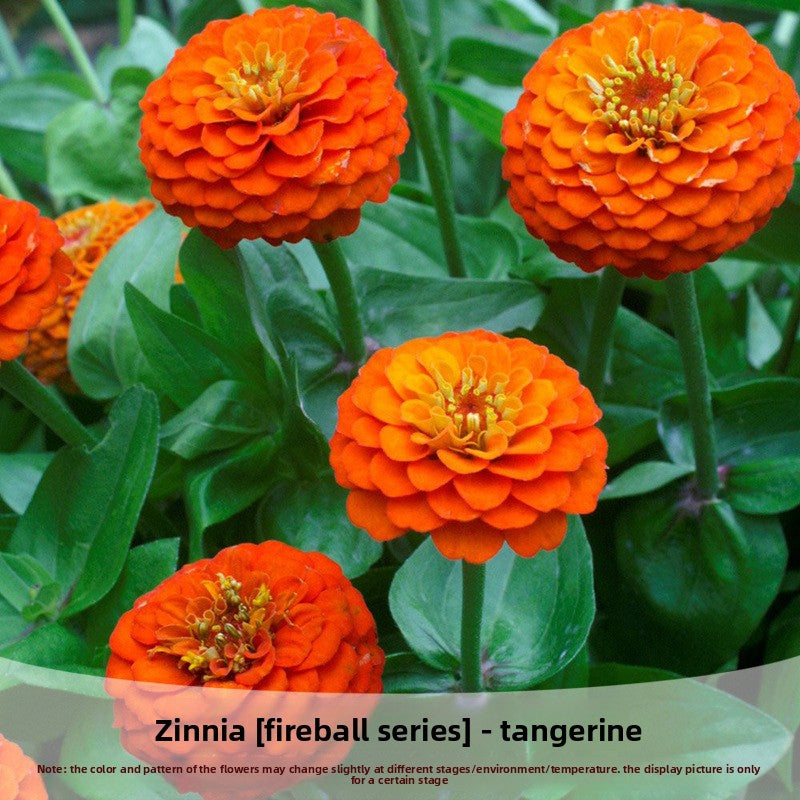 Zinnia Fireball Flower Seeds